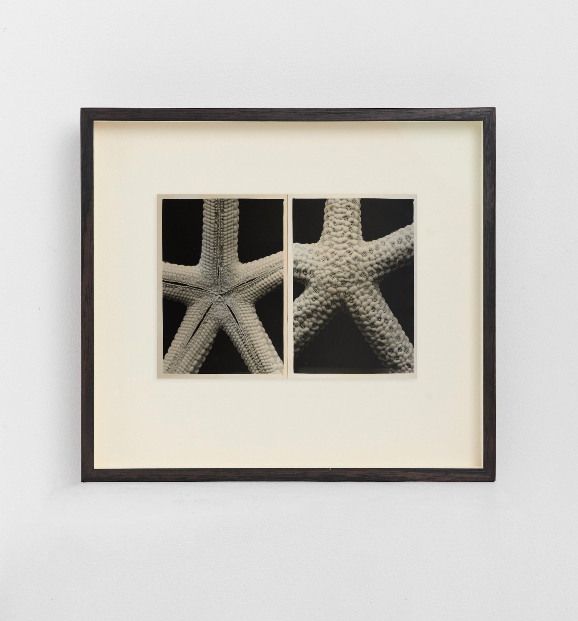 Back to Front Starfish, 2025