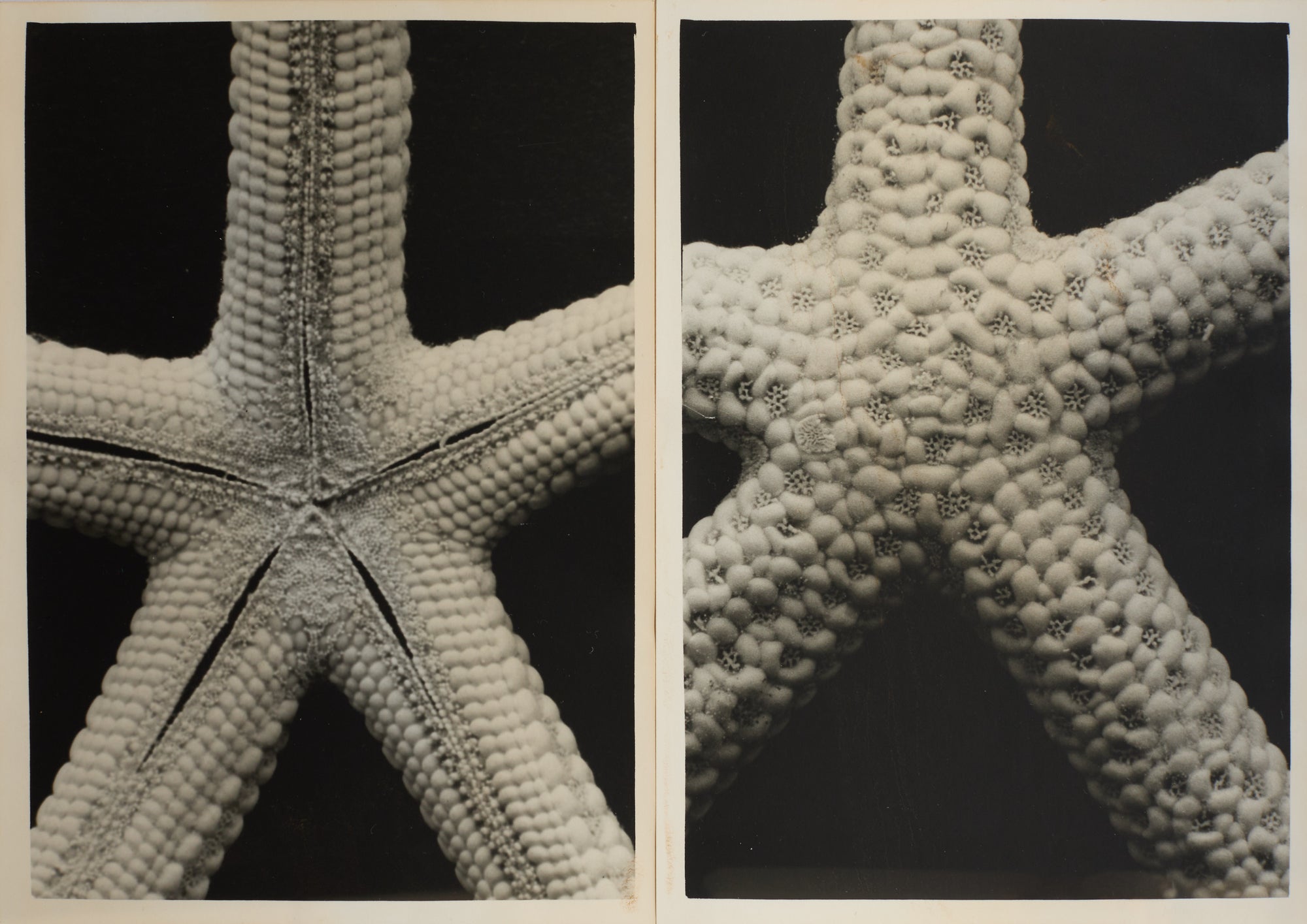 Back to Front Starfish, 2025